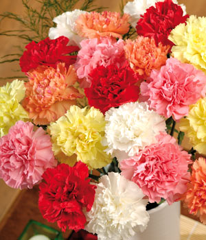 Carnations